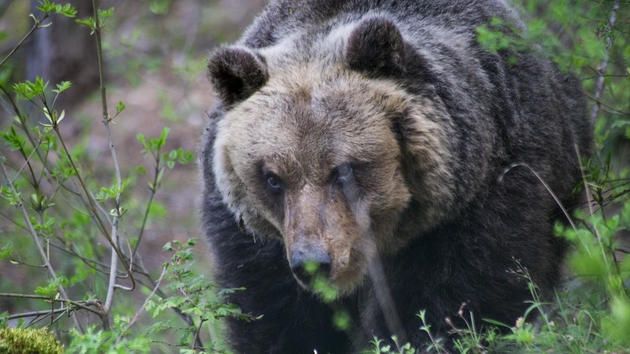  a large brown bear in woodland in Italy  