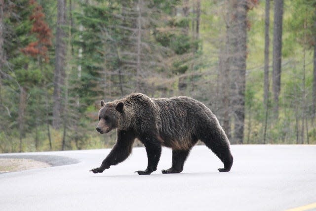 The male grizzly bear can grow to weigh as much as 800 pounds.