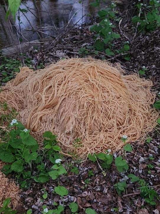 A close-up of a pile of what looks like spaghetti or bucatini