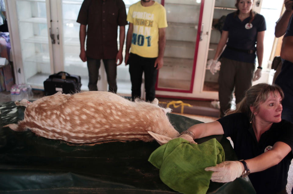 <p>Romanian Loana Dungler a member of the Four Paws International, examines a sedated deer as part of the preparations to transfer the animals from the zoo of Khan Younis to out of Gaza Strip on Aug. 23, 2016. (AP Photo/ Khalil Hamra) </p>