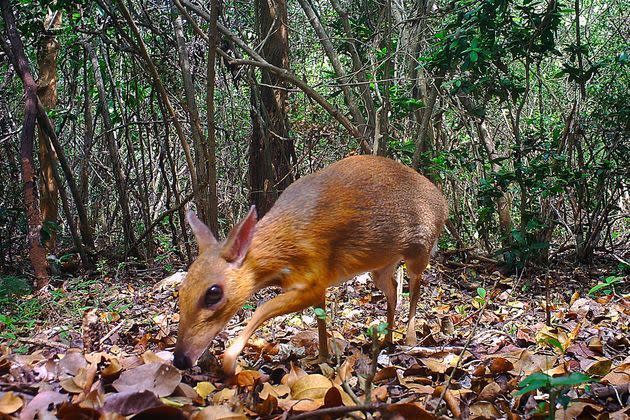 <p>Le mammifère photographié est un chevrotain à dos argenté (Tragulus Versicolor), un ruminant présent seulement au Vietnam et très rarement étudié.</p>