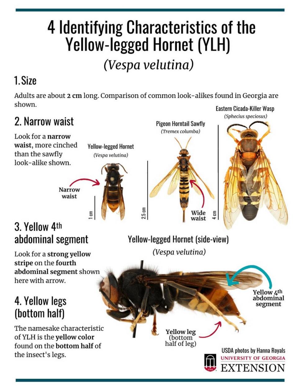 How to identify a yellow-legged hornet USDA photos by Hanna Royals/University of Ga. Extension