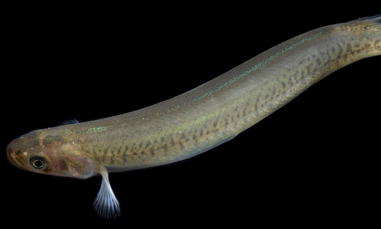 <span>The critically endangered Australian freshwater fish Yalmy galaxias.</span><span>Photograph: Invasive Species Council</span>