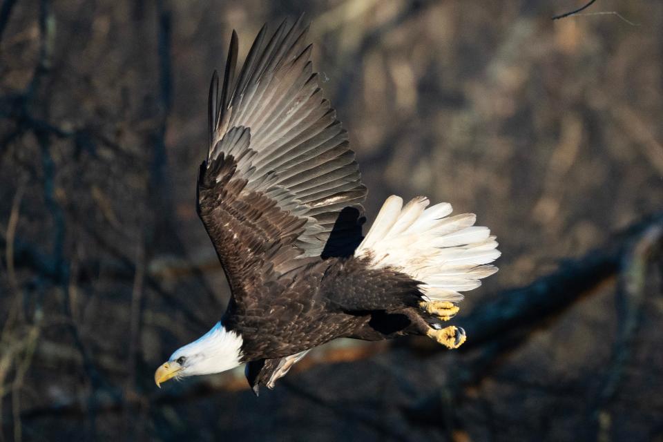 A bald eagle hunts for fish in the Hackensack River at the Oradell Reservoir in Harrington Park, N.J. on Friday Dec. 2, 2022. 