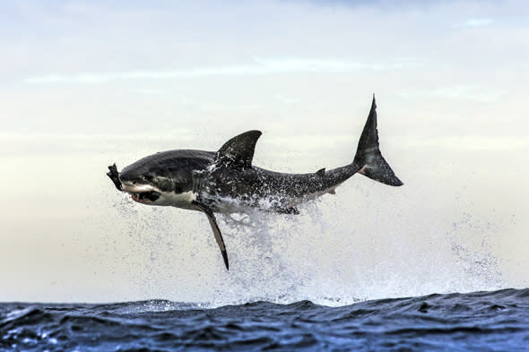 *** EXCLUSIVE ***FALSE BAY, SOUTH AFRICA - UNDATED: A great white shark breaches the water to take a decoy seal in waters off in False Bay, South Africa. A GREAT white shark launches itself clear out of the water to snatch a snack - a helpless seal. The dramatic shots of several sharks breaching at Seal Island, off the coast of Cape Town, South Africa, were captured by wildlife photographer Chris McLennan. Chris witnessed 28 predations in a single hour in the shark infested waters.PHOTOGRAPH BY Chris McLennan / Barcroft MediaUK Office, London.T +44 845 370 2233W www.barcroftmedia.comUSA Office, New York City.T +1 212 796 2458W www.barcroftusa.comIndian Office, Delhi.T +91 11 4053 2429W www.barcroftindia.com