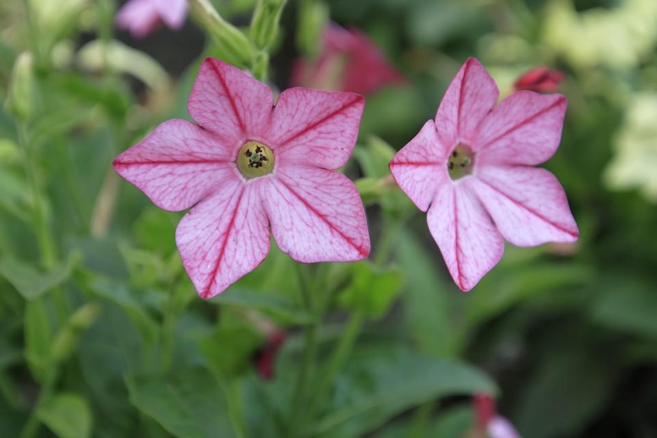 best shade flowers flowering tobacco