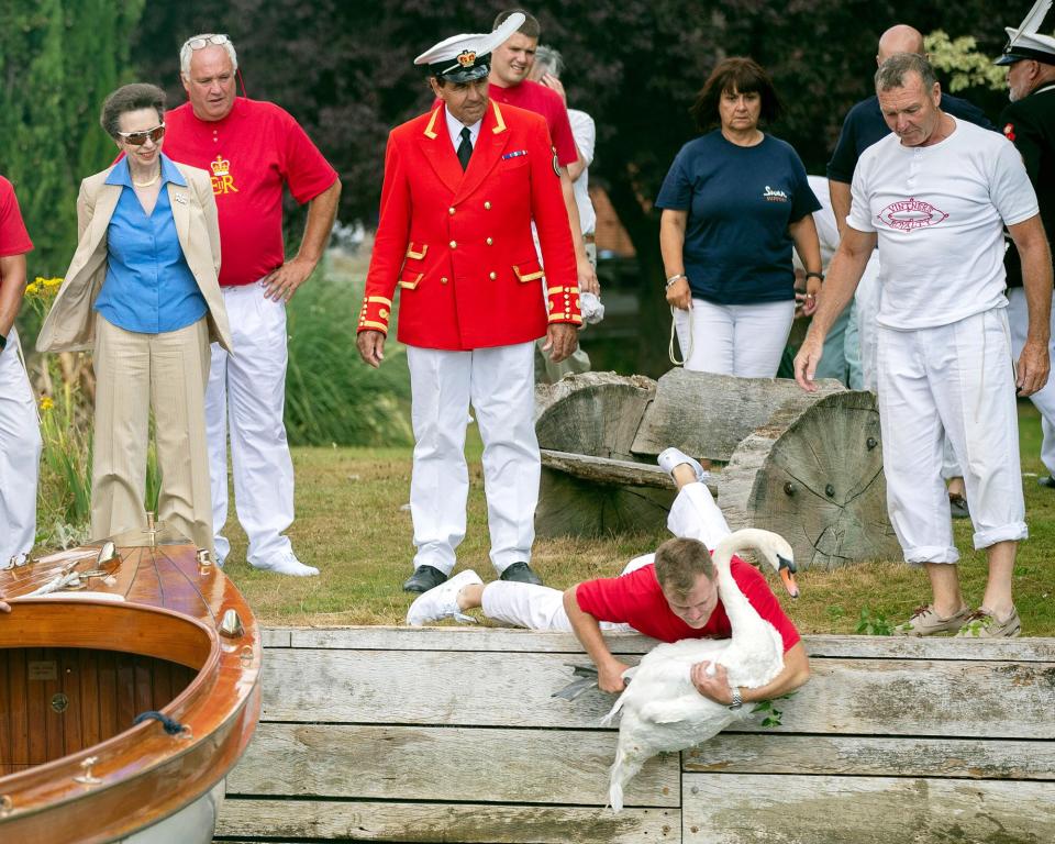 The Princess Royal views the annual census of the swan population on the River Thames, called Swan Upping