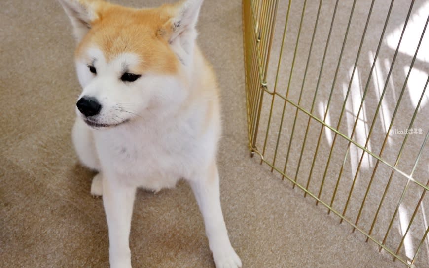 日本秋田｜秋田犬會館