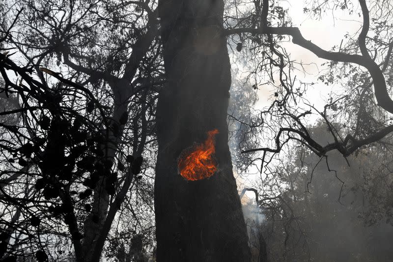 Wildfire erupts in western Greece