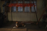 A dog named Kaloua lies beneath a rack of freshly caught salmon at an "in-lieu fishing site," lands set aside by Congress to compensate tribes whose villages were inundated by dams, on the Columbia River in Bonneville, Ore., on Tuesday, June 21, 2022. (AP Photo/Jessie Wardarski)