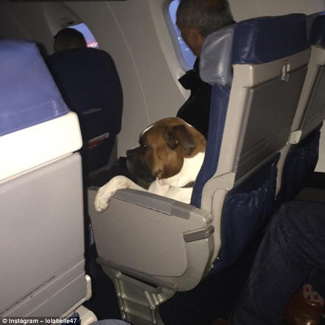 <p>Bei einigen Airlines allerdings auch schwerere Kaliber – wie dieser Boxer. (Bild: Facebook/ Kiccha Buranond) </p>