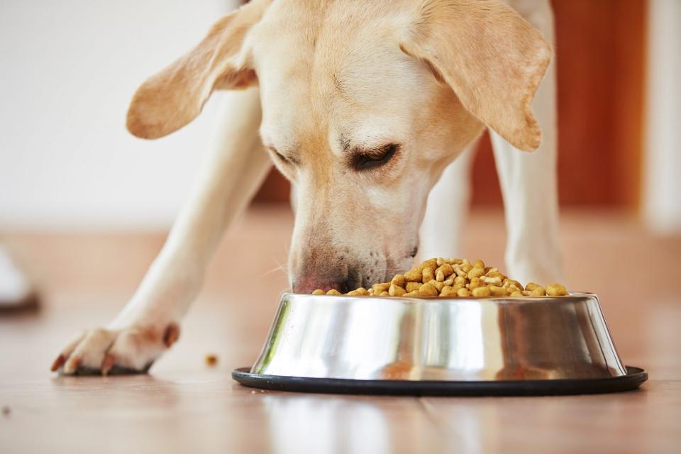 lab eating from dog bowl