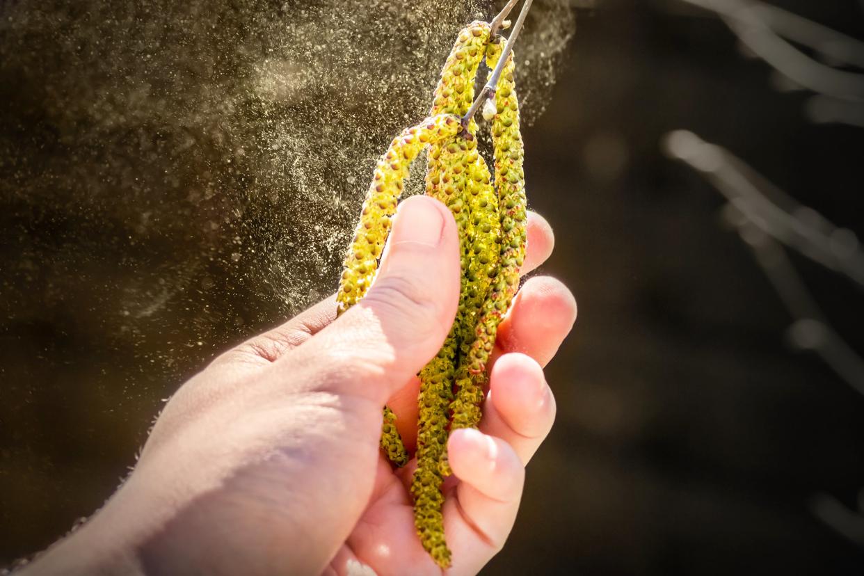 Hand touching pollen on a tree