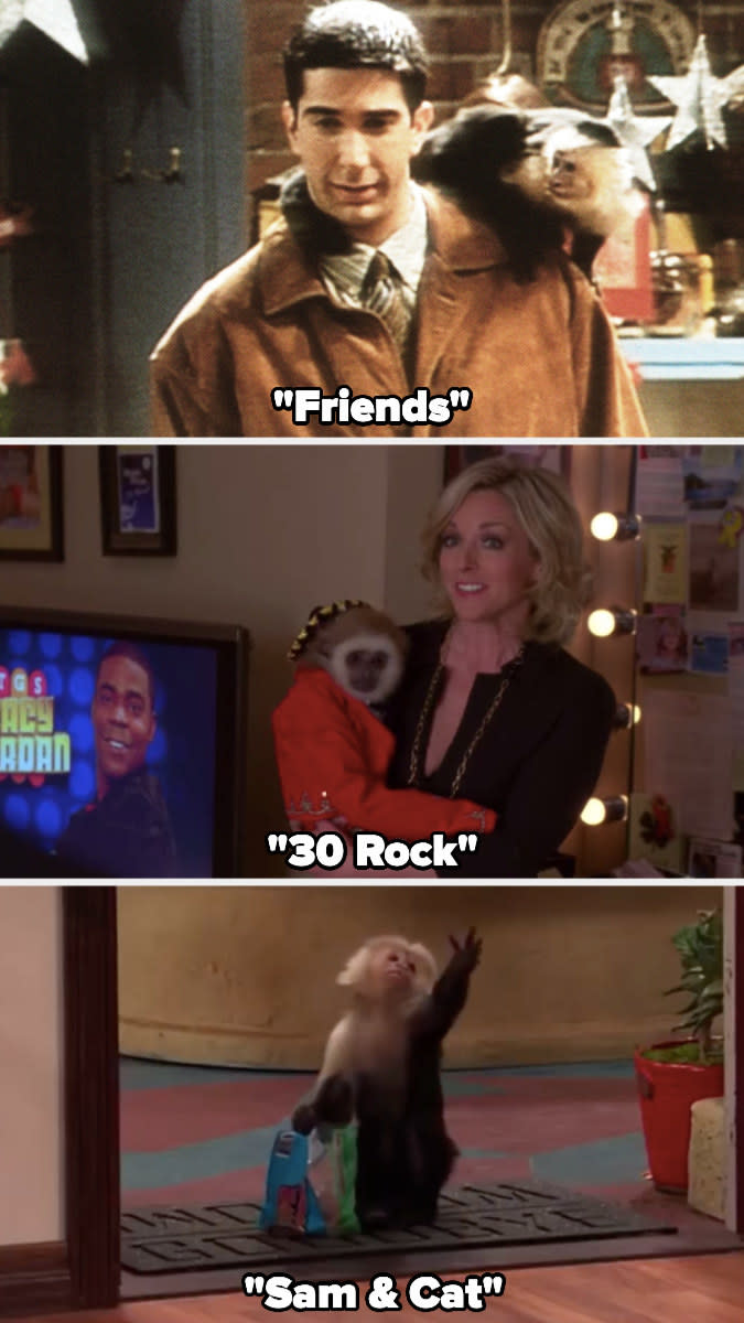 Katie the monkey in "Friends," "30 Rock," and "Sam & Cat"