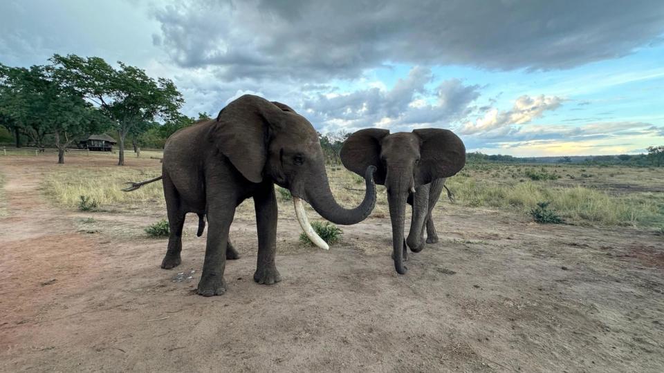 PHOTO: Doma (man) and Kariba (woman) greeting.  Doma reaches towards Kariba with his trunk and Kariba keeps his ears open.  (Vesta Eleuteri)