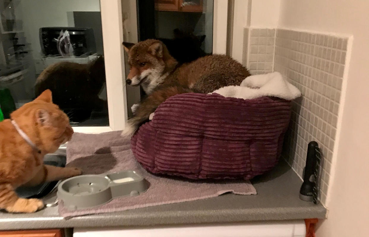 Ms Blazye was surprised to find the urban fox in her cat’s bed