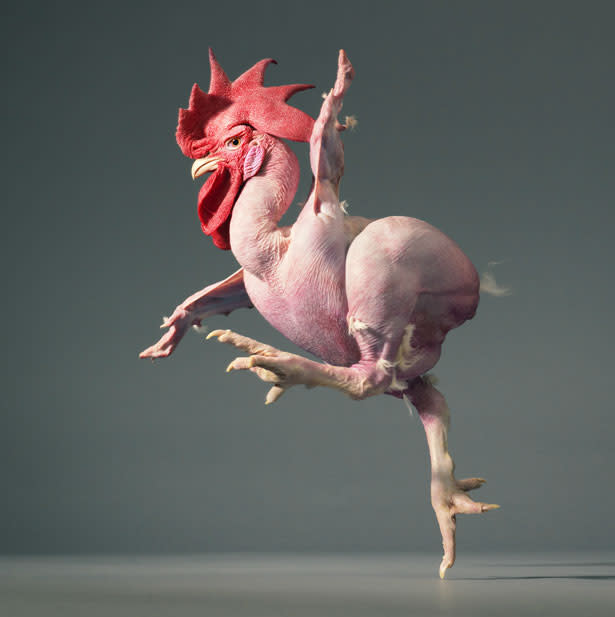 Meet the domestic chicken, an experimental line of featherless meat-type broiler. A benefit of the hybrid animal is that it won’t waste energy growing feathers and more of its feed is converted to meat. <a href="http://www.timflach.com/" rel="nofollow noopener" target="_blank" data-ylk="slk:(Photo by Tim Flach);elm:context_link;itc:0;sec:content-canvas" class="link ">(Photo by Tim Flach)</a>