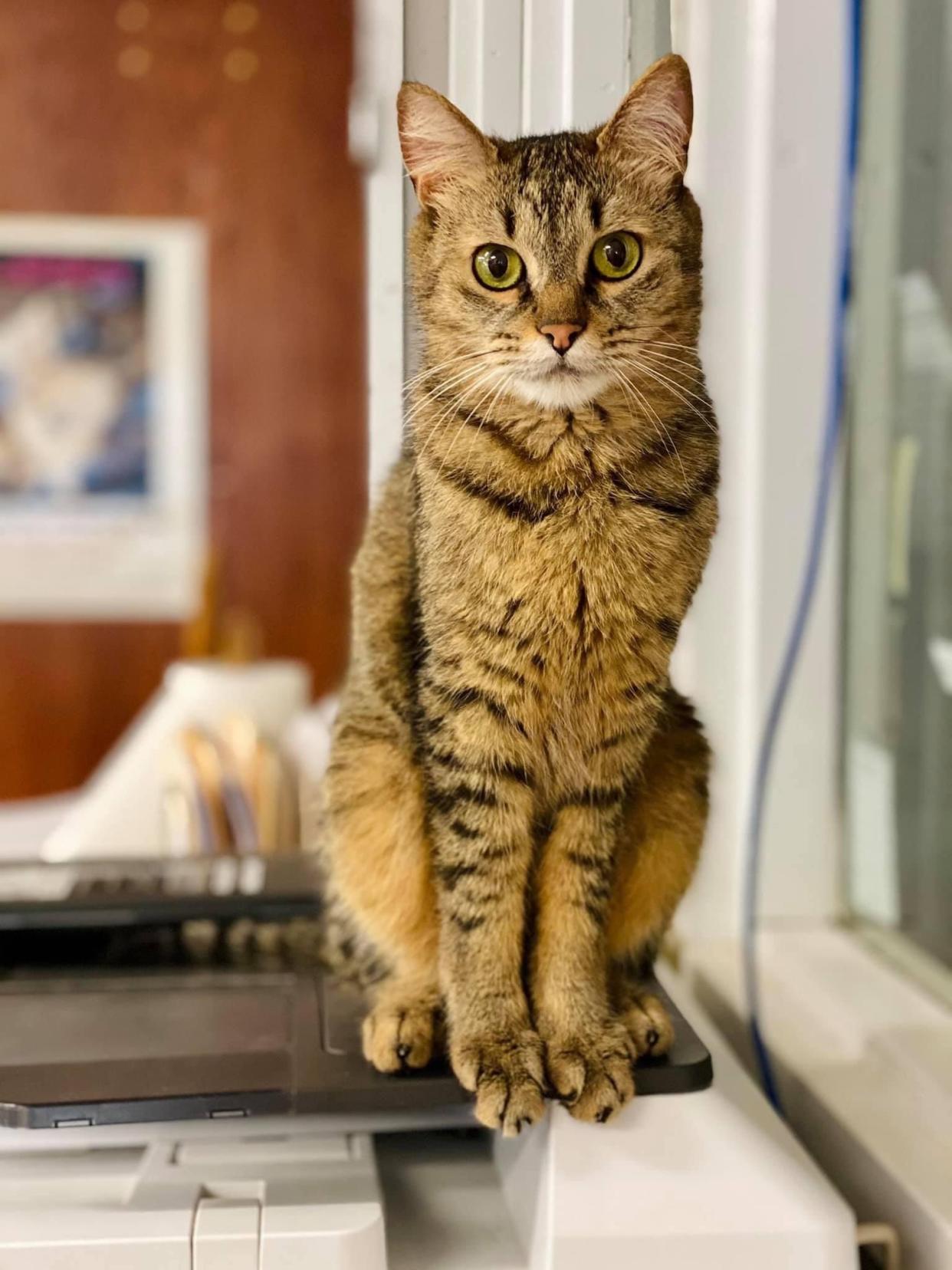 Hogan, 3, a former stray, sits on the copier at Anita's Stevens-Swan Humane Society in Utica. He's one of the thousands of animals in area shelters who will benefit from the Betty White Challenge, which honored the late actress and animal advocate on what would have been her 100th birthday on Jan. 17.