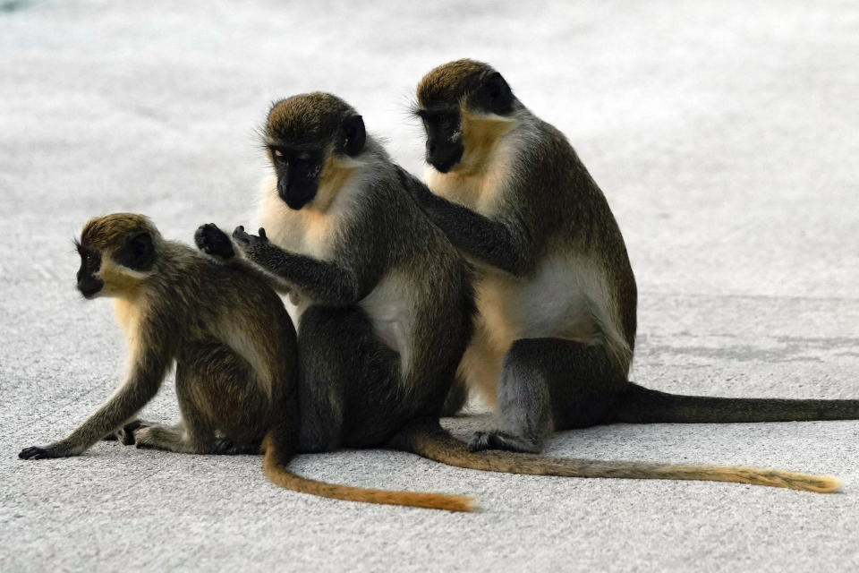 Female vervet monkeys Bella, left, Snow White, center, and Olivia groom each other in the Park 'N Fly airport lot adjacent to the mangrove preserve where the vervet monkey colony lives, Tuesday, March 1, 2022, in Dania Beach, Fla. For 70 years, a group of non-native monkeys has made their home next to a South Florida airport, delighting visitors and becoming local celebrities. (AP Photo/Rebecca Blackwell)