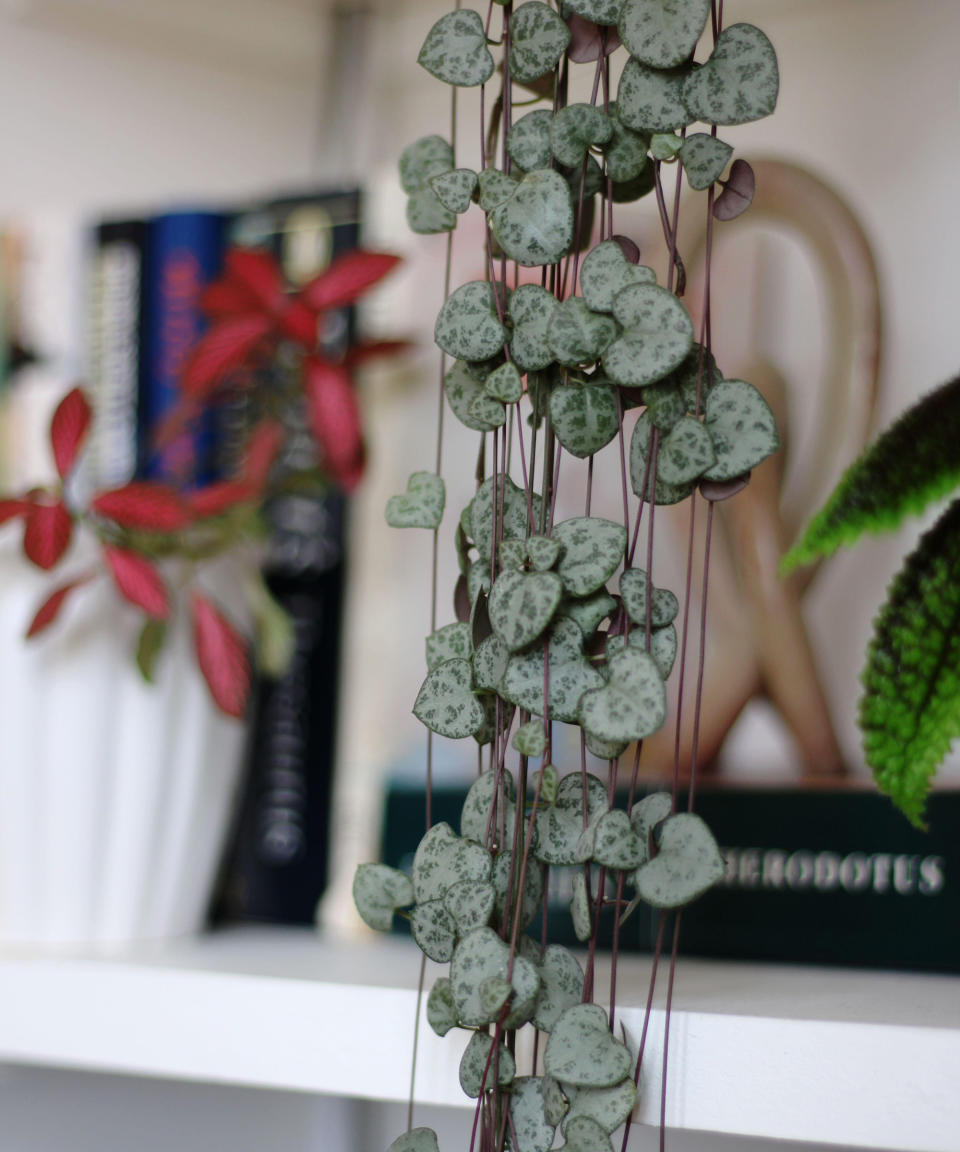 2. Hearts On A String (Ceropegia Linearis Subsp Woodll