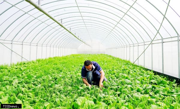 周好小農場有機種植蔬菜與草共生。（圖：林口區公所提供）