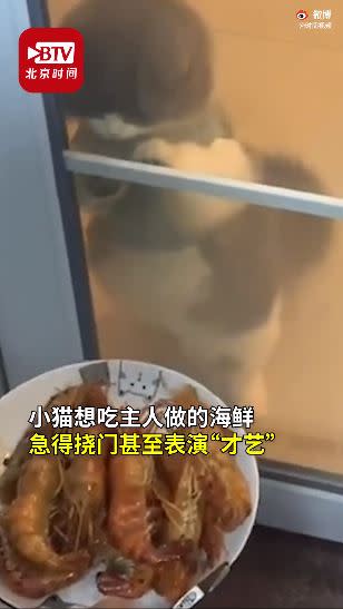 貓咪看到食物相當興奮。（組合圖／翻攝自時間視頻）