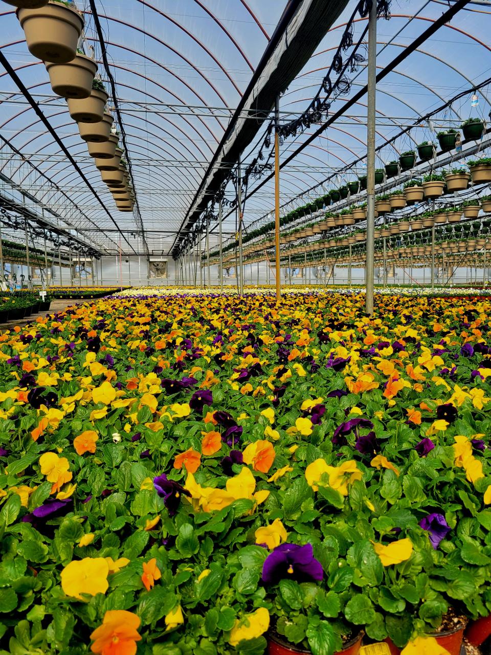 Celebrations of spring and Horticultural Therapy Week will take place around the Garden State. Many of the plants and horticultural products are produced in New Jersey. According to the latest Agriculture Census, New Jersey commodities produce $725 million among 1,237 farms, ranking in the top 10 across the U.S.