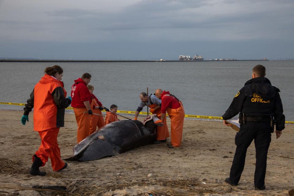 Marine animal experts perform a necropsy on the body of a dead minke whale, which was discovered Wednesday at the Leonardo State Marina in Middletown.