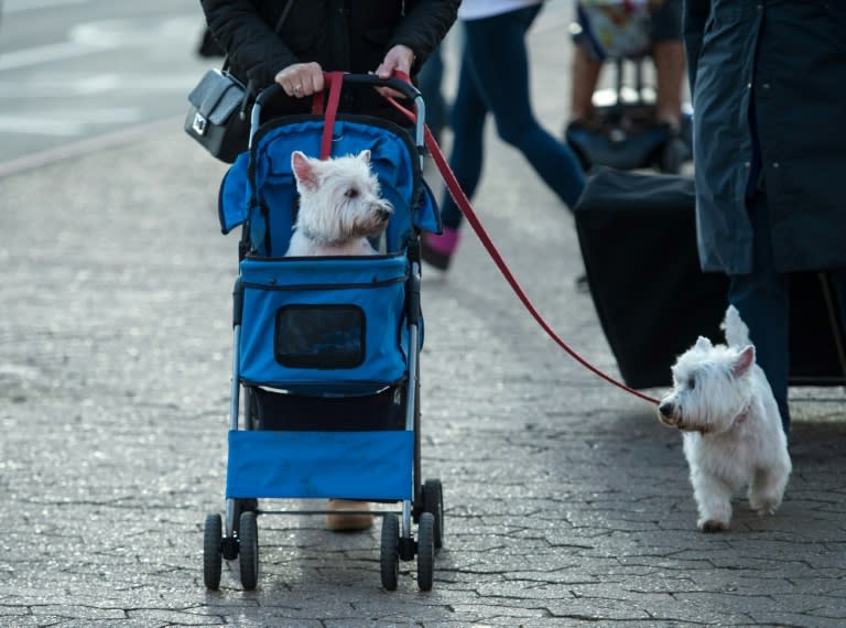Larger dogs, some of them globally-famous native breeds, are being squeezed out by handbag-sized pooches better suited to modern busy lifestyles and smaller homes
