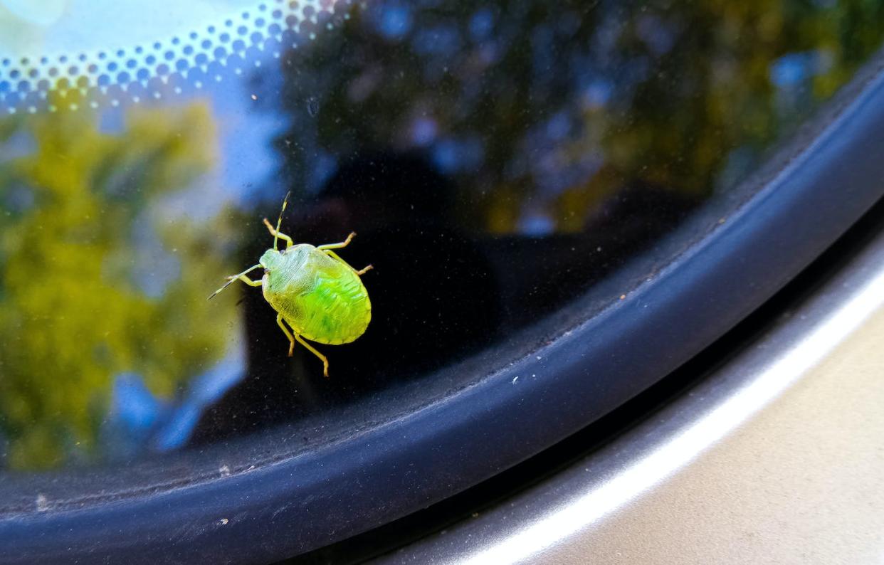 ¿Por qué ahora impactan menos insectos en el parabrisas del coche? Leo Quintero / Shutterstock