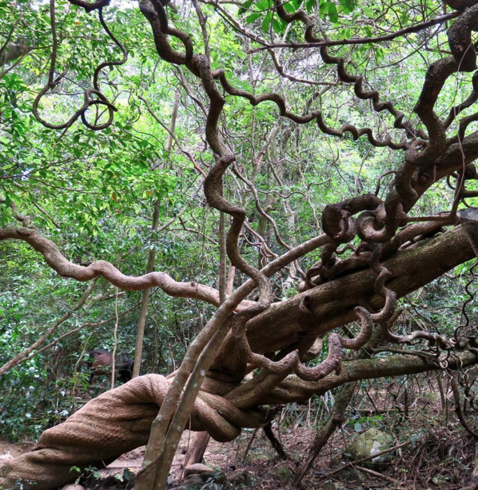 榼藤為香港稀有植物，又名鴨腱藤、鴨見藤。 (mcchen325@instagram) 