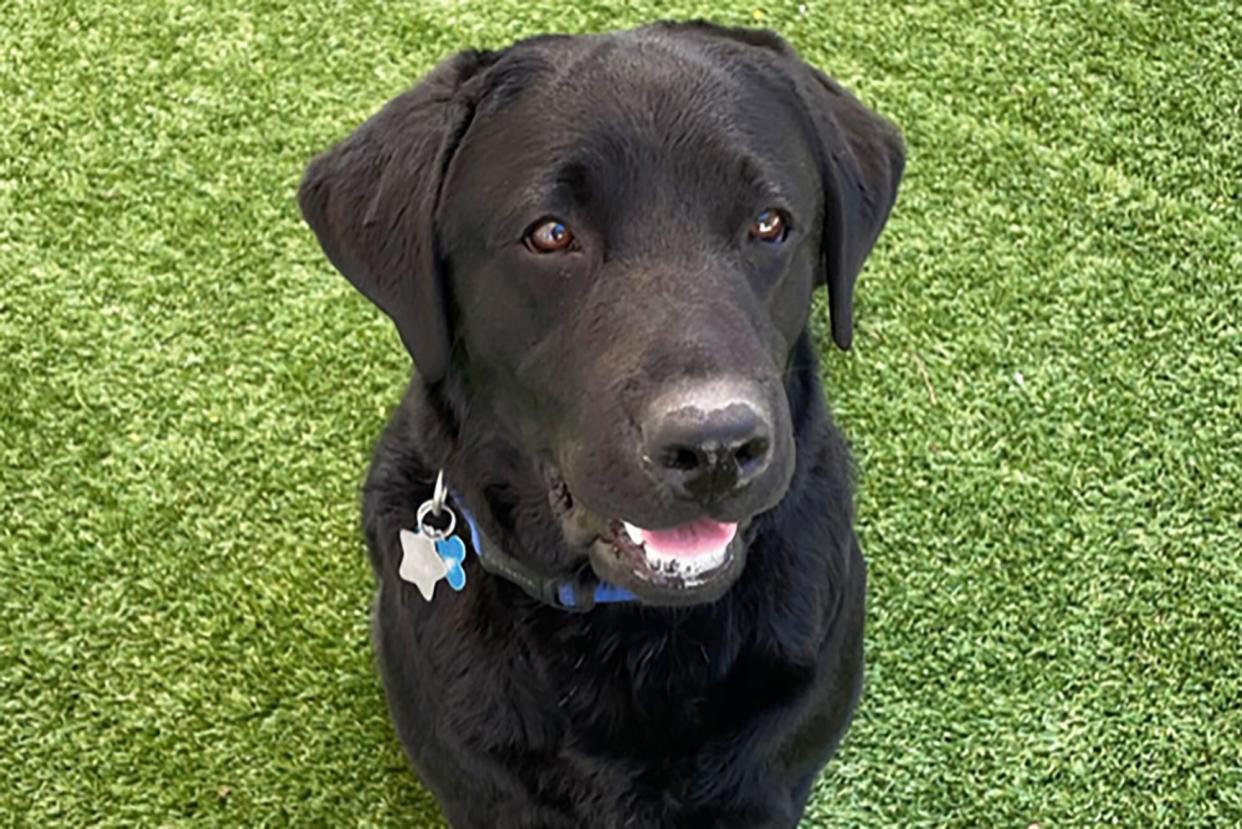 U.S. Captiol new therapy dog, a black lab, sitting in grass