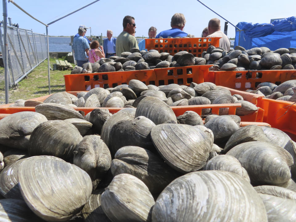 Workers at the J.T. White Clam Depuration Plant in Highlands, N.J., prepare to move wagons of clams on Aug. 1, 2023. The commercial and recreational fishing industry has numerous concerns over offshore wind projects. The wind industry says it has tried to address those concerns, and will pay compensation for those that can't be avoided. (AP Photo/Wayne Parry)