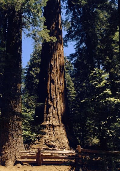 Calaveras Big Trees State Park