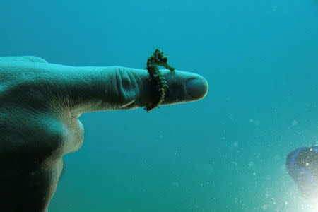 A seahorse is wrapped on a diver's finger during a dive in the village of Stratoni near Chalkidiki, Greece, July 16, 2018. REUTERS/Idyli Tsakiri
