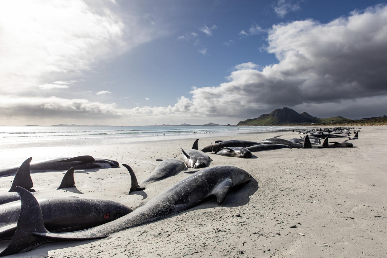 A string of dead pilot whales line the beach at Tupuangi Beach, Chatham Islands, in New Zealand's Chatham Archipelago, Saturday, Oct. 8, 2022. Some 477 pilot whales have died after stranding themselves on two remote New Zealand beaches over recent days, officials say. (Tamzin Henderson via AP)