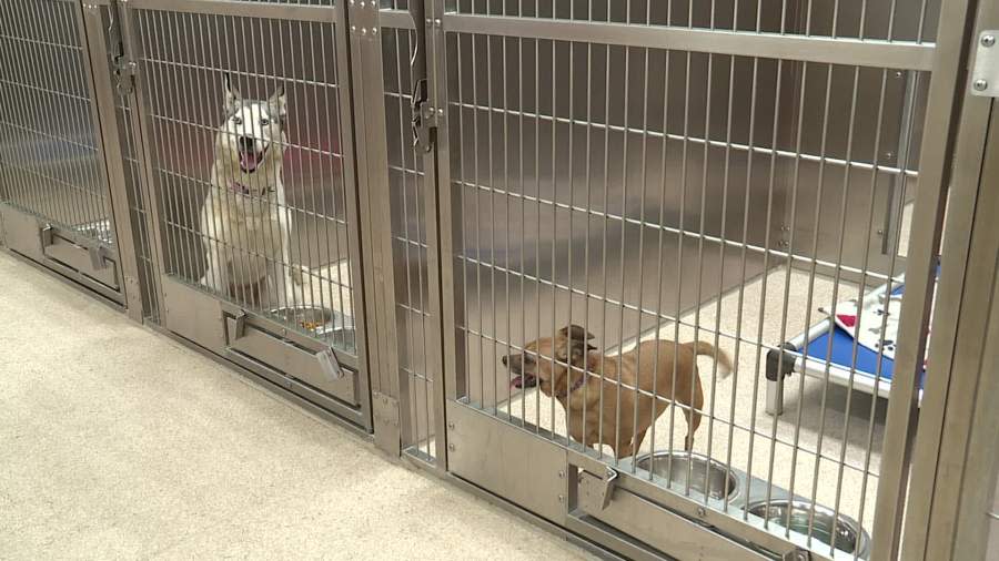 Dogs at the Kent County Animal Shelter on Feb. 7, 2024.