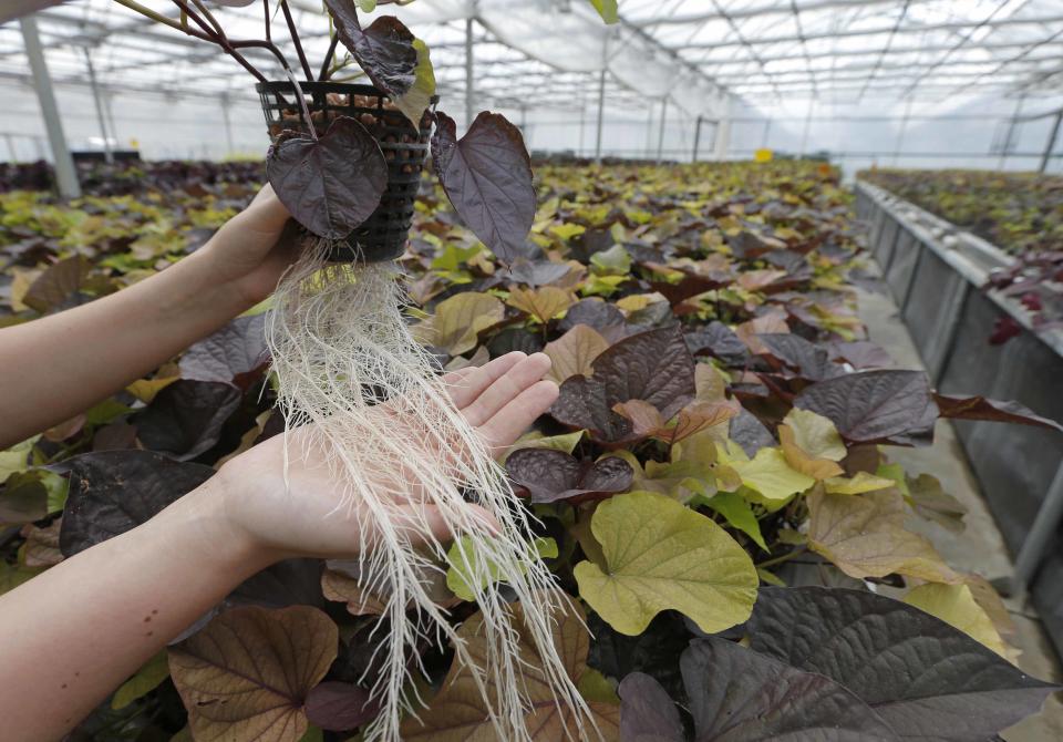 Las plantas se ‘hablan' entre sí a través del suelo (y avisan a las demás cuando están estresadas). Crédito imagen: EUTERS/Vincent Kessler