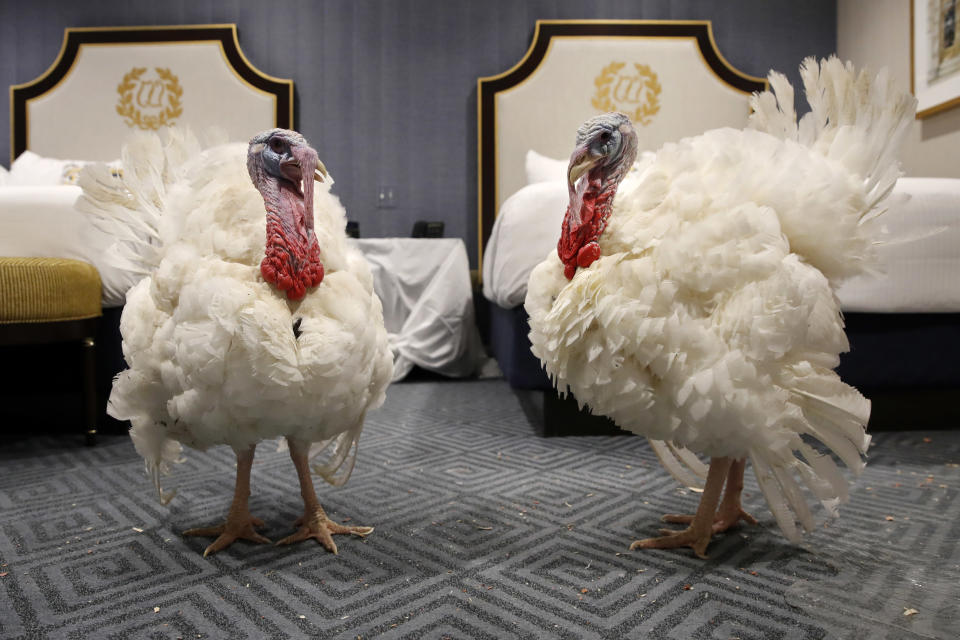 Two turkeys from South Dakota get comfortable in their room at the Willard InterContinental Hotel, after their arrival Sunday, Nov. 18, 2018, in Washington, D.C. (Photo: Jacquelyn Martin/AP)