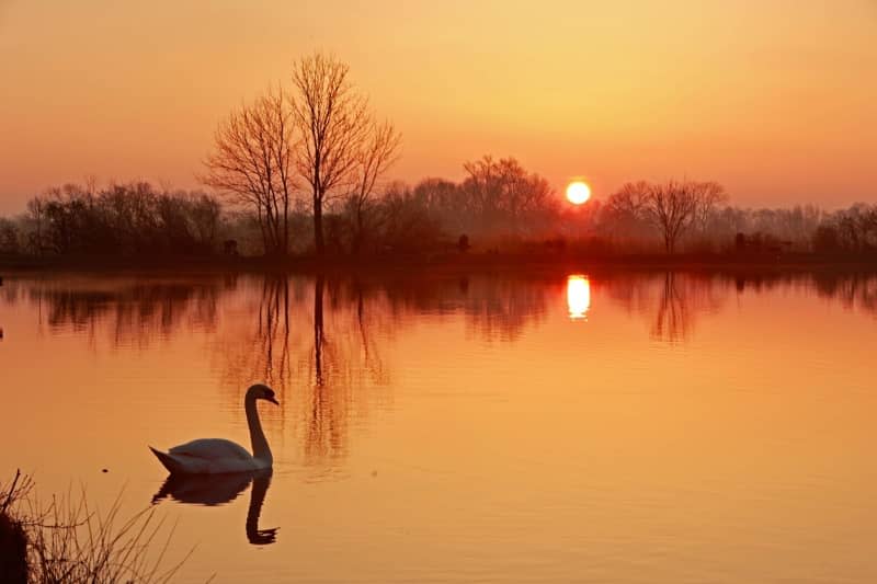 A swan swims in the morning sunlight on a pond at the Veckenstedt pond farm in the northern Harz region. The forecast for today is for a mostly sunny day with scattered clouds. Matthias Bein/dpa