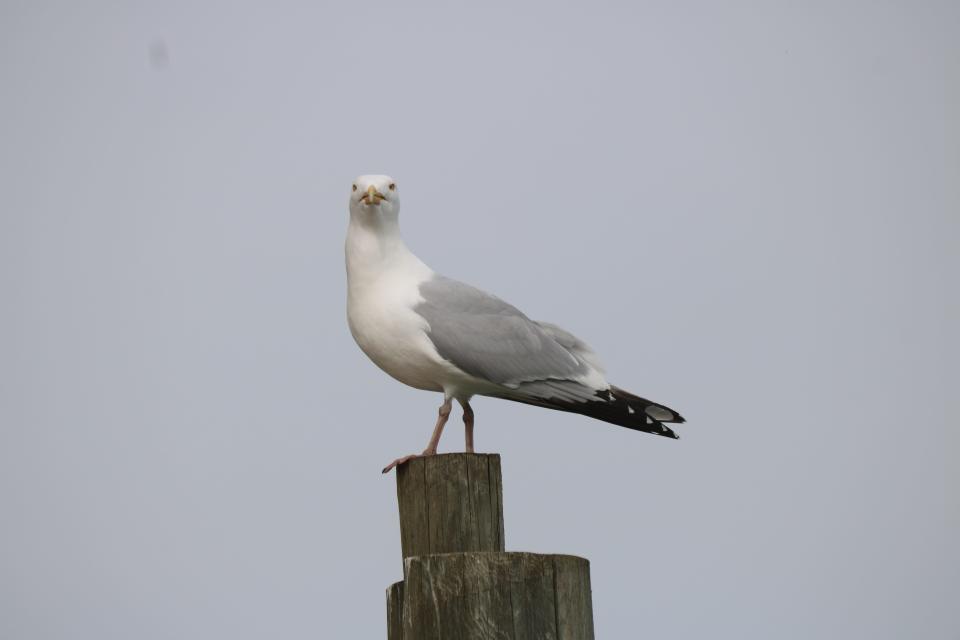 A herring gull perches along Port Clinton's docks at the mouth of the Portage River and Lake Erie.