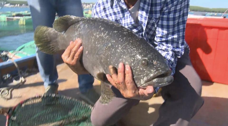 中國日前再度片面以在台灣石斑魚中檢驗出孔雀石綠、結晶紫禁用藥物為由，暫停輸入我國石斑魚。   圖：澎湖漁會YouTube