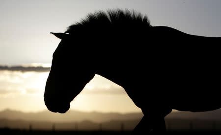 A Przewalski's horse stands at the acclimatisation enclosure in the early morning hours at the Takhin Tal National Park, part of the Great Gobi B Strictly Protected Area, in south-west Mongolia, June 23, 2017. REUTERS/David W Cerny