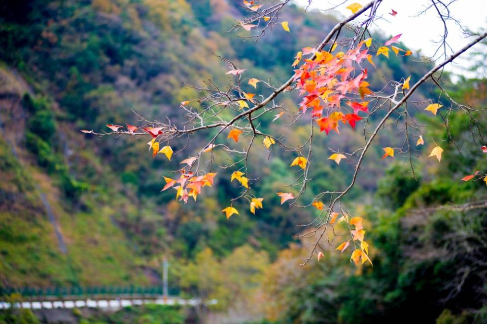 吊橋橫跨玉峰溪，與楓紅美景相呼輝映。