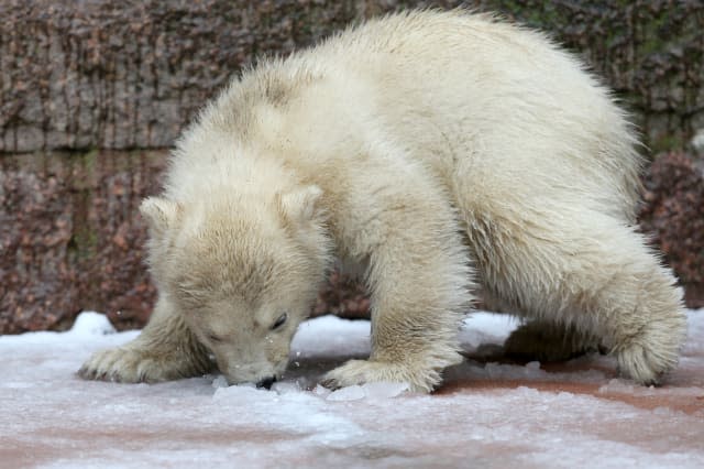 Polar bear cub in Rostock named Fiete