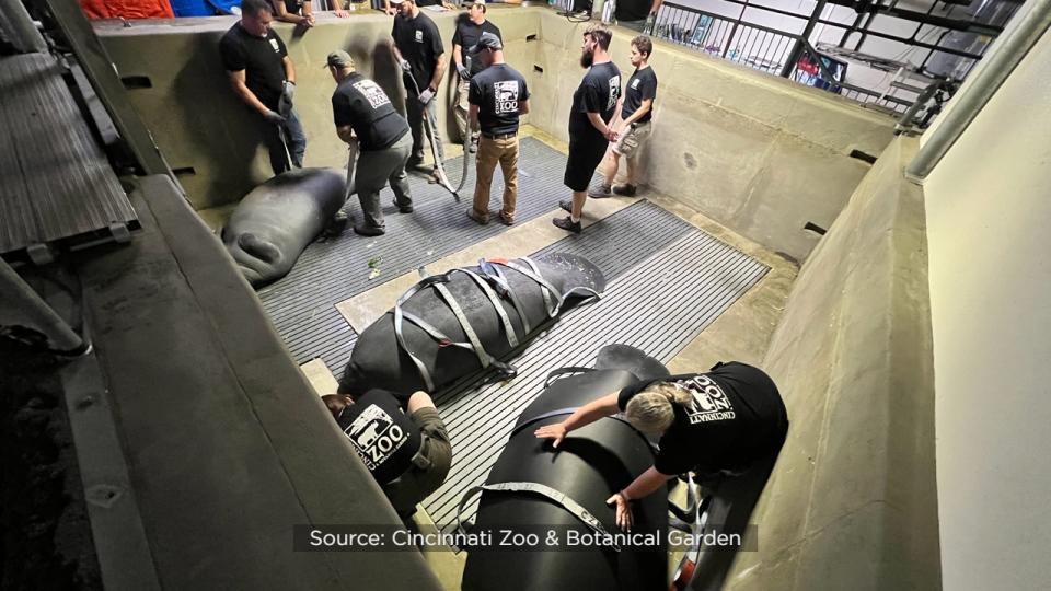 SeaWorld officials said the Columbus Zoo and Aquarium, Cincinnati Zoo & Botanical Garden, ZooTampa at Lowry Park and SeaWorld Orlando have partnered for several years to rehabilitate the eight orphaned manatees.