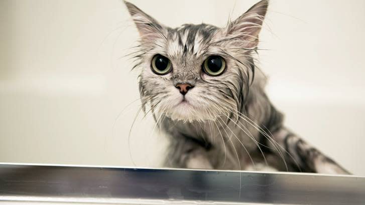  How to give a cat a flea bath. 