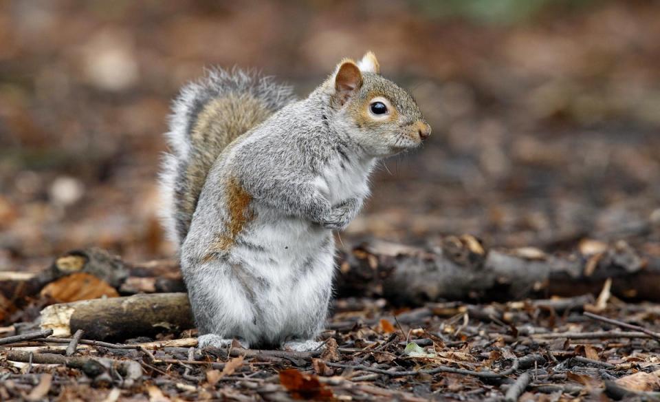 Research is looking into fertility control for grey squirrels (Peter Byrne/PA) (PA Archive)
