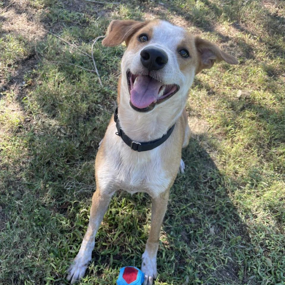 Halo is good on a leash, knows basic commands and is very toy motivated. He's good with kids but plays a little rough sometimes, so kids in the home should be 13 or older. Halo is high energy and would love to have humans who will take him on adventures like hiking or long walks. He'd also do best as a single dog, as he doesn't like to share his humans.