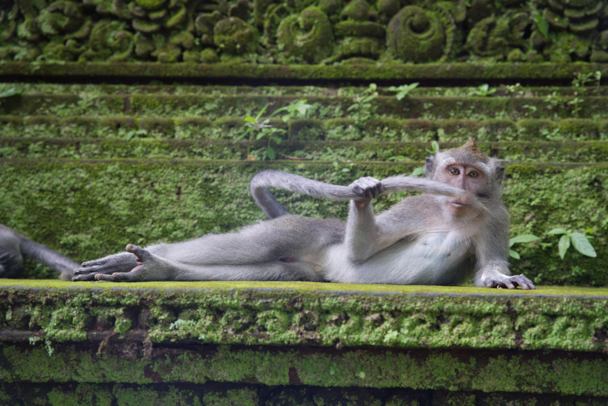 This monkey strikes a pose and puts on a show in ‘The Rainforest Dandy’, captured in Bali. (Delphine Casimir/Comedy Wildlife 2023)